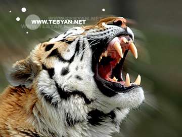 گالري عکس حيوانات